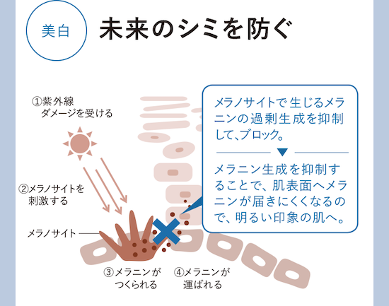 シワとシミにアプローチ